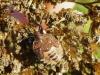 Carpocoris sp.
